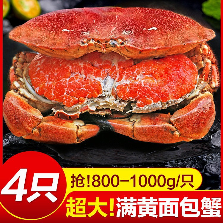 超大面包蟹母帝王蟹鲜活熟冻大螃蟹海蟹新鲜海鲜水产黄金蟹珍宝蟹