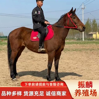 河北马匹价 哪里有卖个人休闲骑乘马的 训好的良种伊犁马多少钱