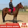 河北伊犁个人好的马匹