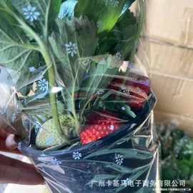 基地直批草莓苗盆栽可观赏可食用奶油草莓室内庭院开花花卉果树苗