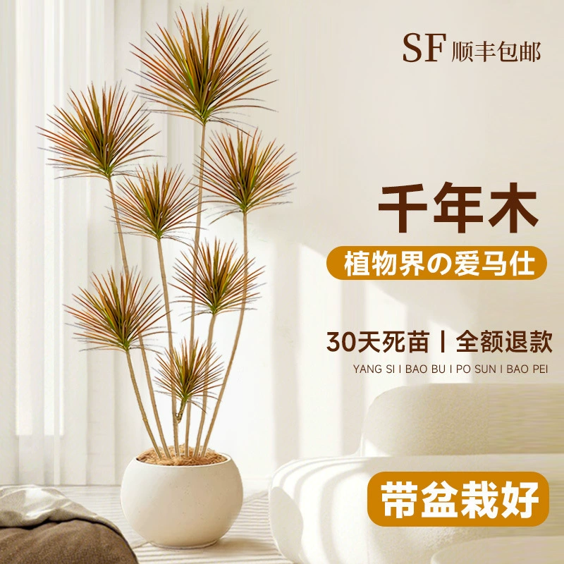 Тысячелетние деревянные горшечные большие растения в гостиной