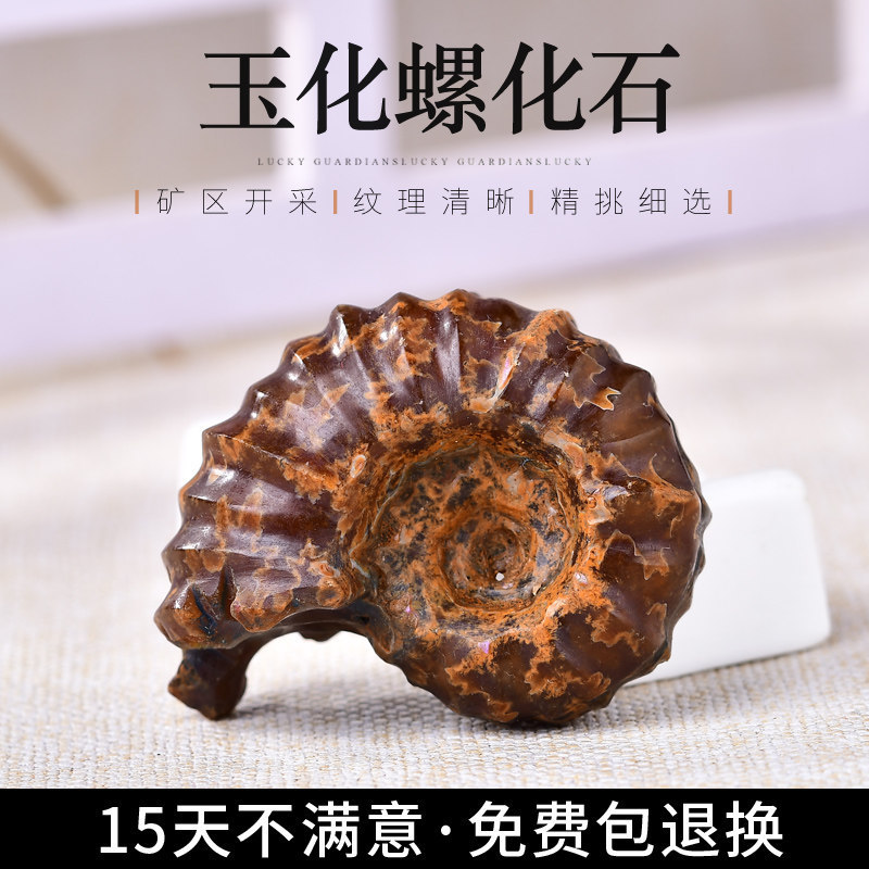 Natural conch fossil ornament, Madagascar paleontological specimen, Dendroconch fossil, mineral teaching specimen