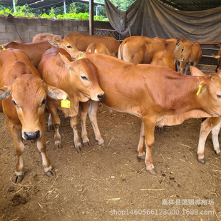 �����Sţ��ţ�� �����SţƷ�N��ţ���� Сţ�ٶ���