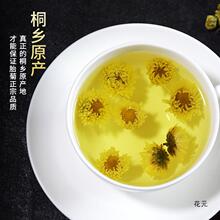 新花桐乡胎菊菊花茶旗舰店杭级两罐250g王白可搭配枸杞菊