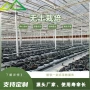 一体化高产高效玻璃生姜