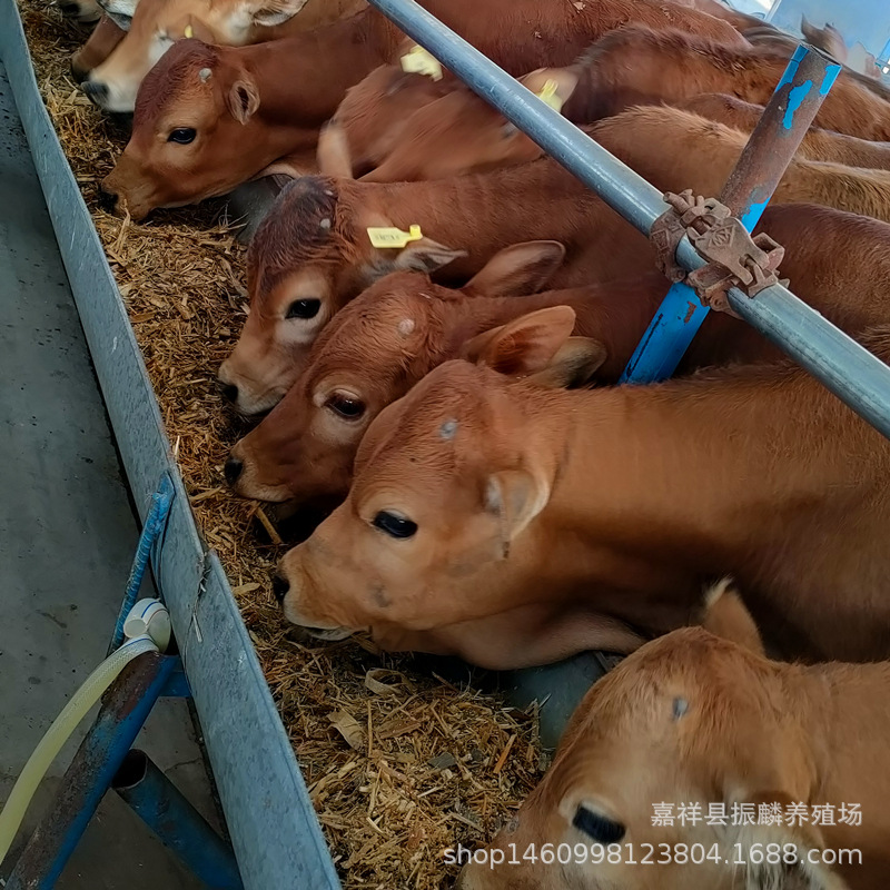 江西吉安市改良鲁西黄牛牛犊 肉牛犊养殖场3-4个月肉牛犊