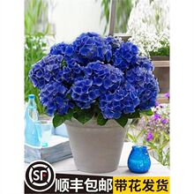 ������o�M���ļ��_���������Ԏ���ͥԺ����ֲ���҃Ȼ�������
