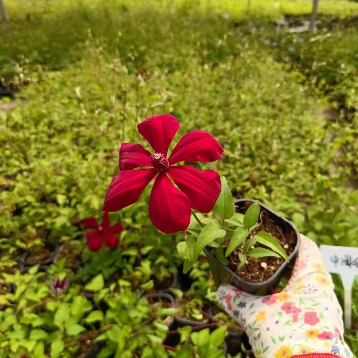 中国红铁线莲盆栽爬藤植物小中大苗重瓣大花藤本花卉