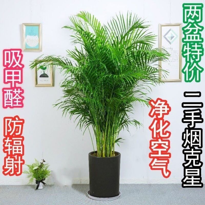 Original Pot Easy to Care for Large Areca Palm, Phoenix Tail Bamboo Potted Green Plant, Lucky Bamboo, Asparagus Bamboo, Money Tree Bonsai, Air Purifying