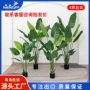 青岛仿真植物盆栽旅人蕉
