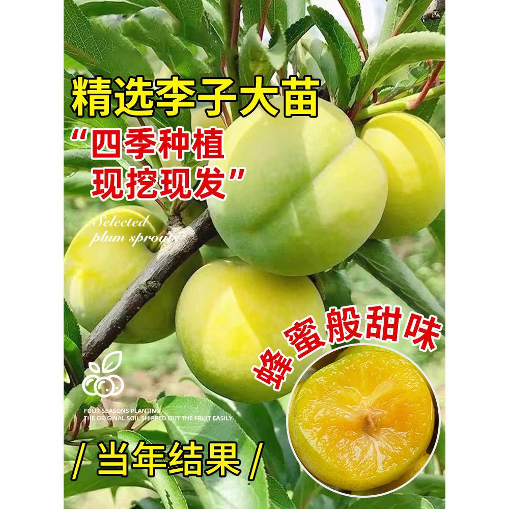 蜂糖李子树苗水果树果苗盆栽种植南北方耐寒耐旱三华李新品种贵州