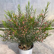 �M�ڰ����D÷���Ԏ�����÷���ͺ�������ľ��ֲ��ͥԺ�̨�ߙn����