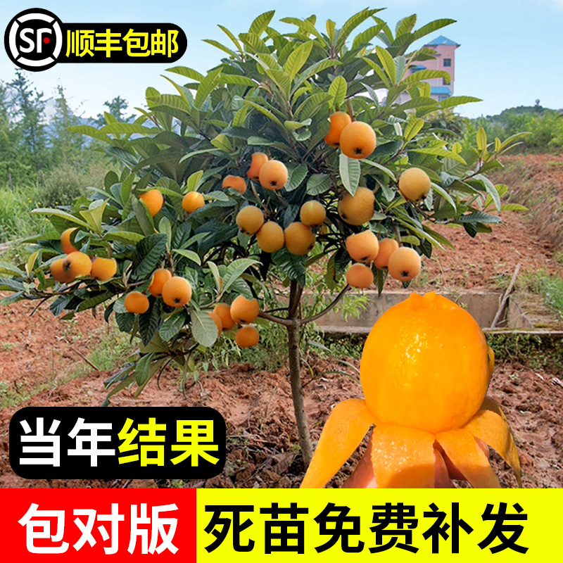 枇杷果苗无核砂糖枇杷苗无核枇杷树苗嫁接盆栽特大庭种植当年结果