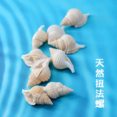 天然のサザエの貝殻が口をゆがめています。