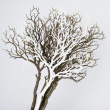 �����֦��ɷֲ��֦ɺ��֦΢���^�쾰�b�ɭϵ�[���ٸɘ�֦���U