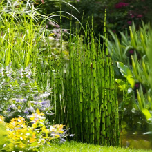 ľ�\�����ͺ��͕��ļ�����P�^�݄e��ͥԺˮ�����仨�Rˮ��Gֲ��