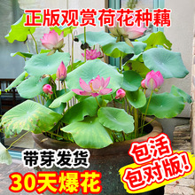 �^�p�ɻ�ź�N����ˮ�Bɏ������ɏź���~����ˮ��ֲ�ﻨ����ɏ˯ɏ