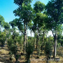 广东仁面子树 行道树 庭院树人面子树苗广东绿化市政工程公园苗木