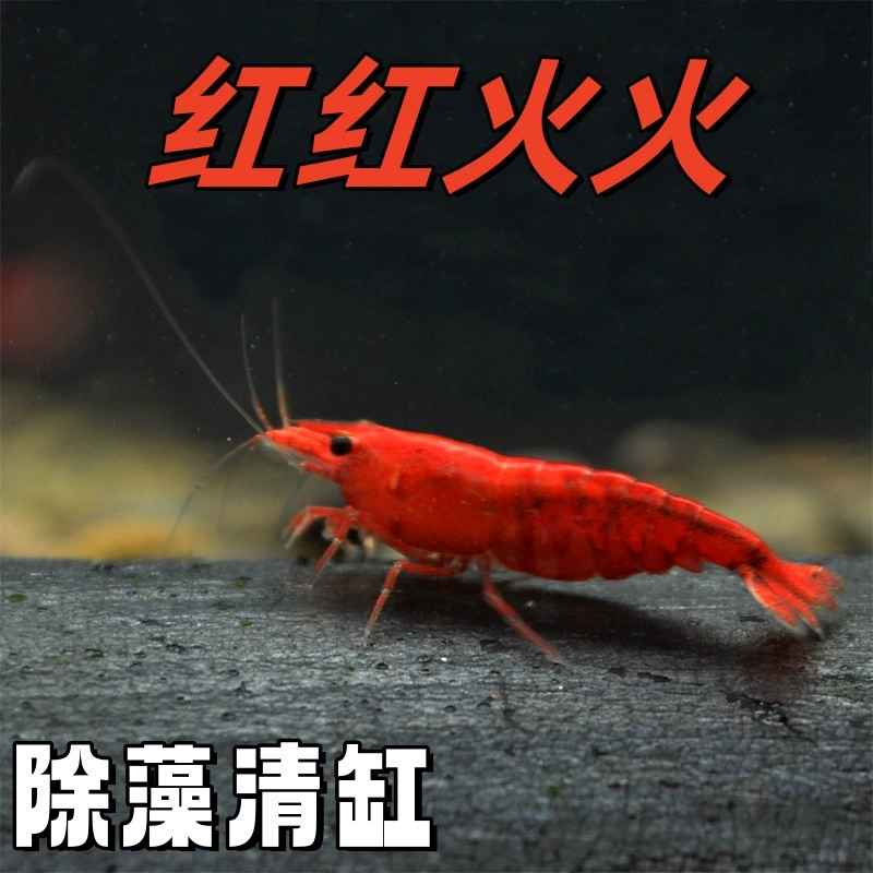 Оптовая продажа огненных креветок для декоративных креветок, креветок для удаления пресноводных водорослей, огненных креветок, очистки декоративных мелких креветок, производитель с бесплатной доставкой.