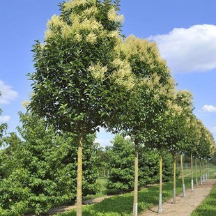 One Piece of Dropshipping for All Year Round Fortune Tree Tall Pole Ligustrum Tree Seedlings Courtyard All Year Round Evergreen Landscape Tree Large Leaf Ligustrum Tree