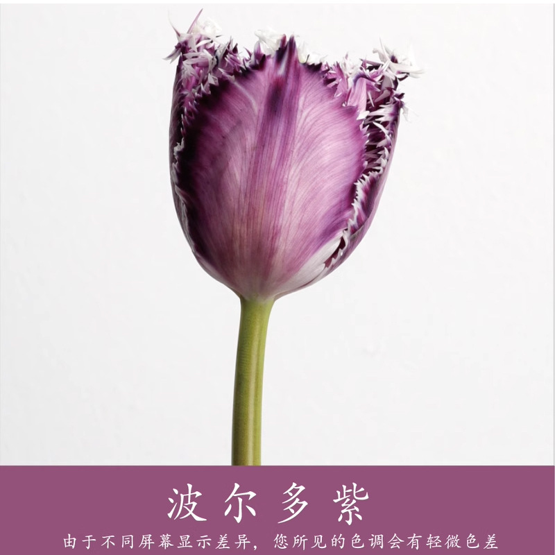 Material de embalaje de flores frescas Agente de tinción en aerosol de flores secas Salsa de ciruela negra Pintura en aerosol de flores Pintura en aerosol de flores Agente de color de flores