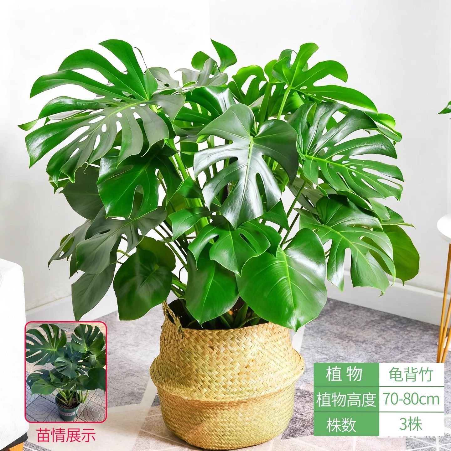 Monstera deliciosa 70-80cm [straw pot]