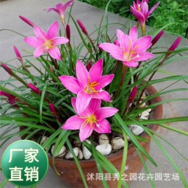 种子;草种子;草坪