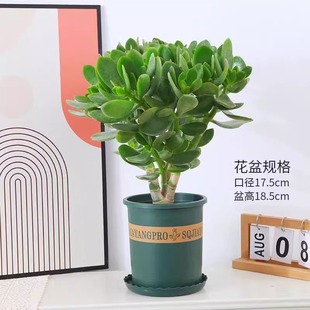 Yushu Potted Money-Attracting Tree with Golden Branches and Jade Leaves, Green Succulent Plant for Indoor Living Room, Formaldehyde-Absorbing Balcony Easy-To-Care-For Flower