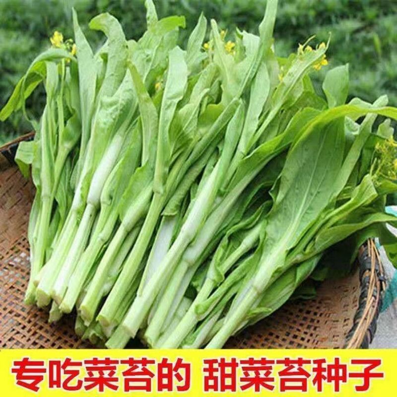 Early-Maturing Sweet and Crisp Multi-Bud Cabbage Moss Seed Hybridization in Early-Maturing Side Buds Multi-Flavored Sweet and Soft Cabbage Heart Vegetable Seeds