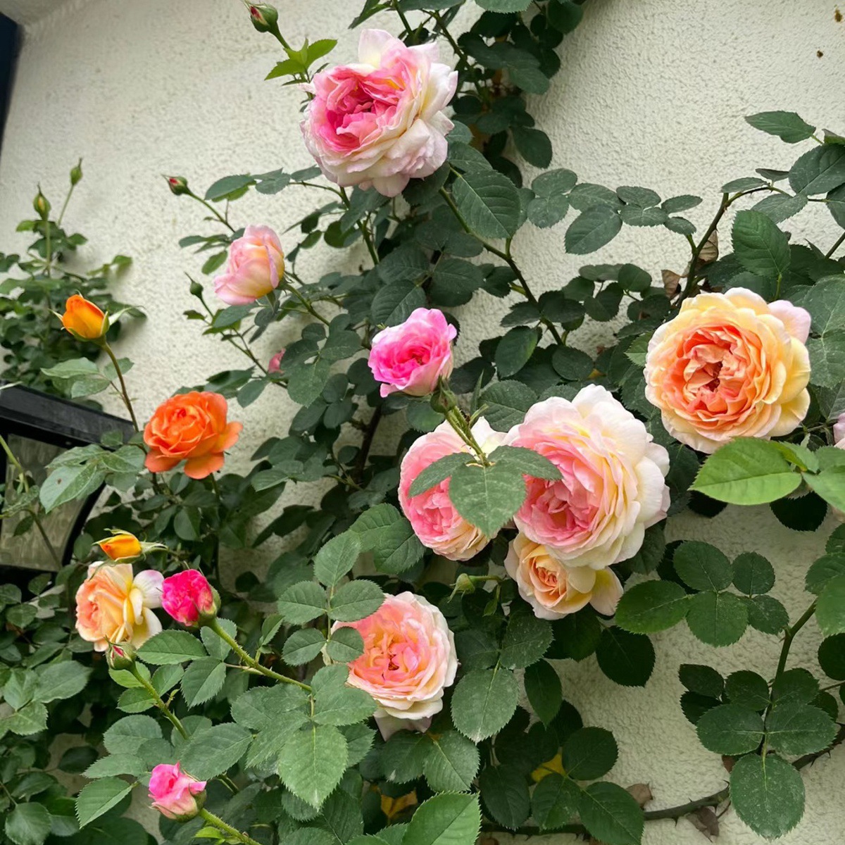 제이슨 [덩굴꽃의 은은한 향기] 작은 모종