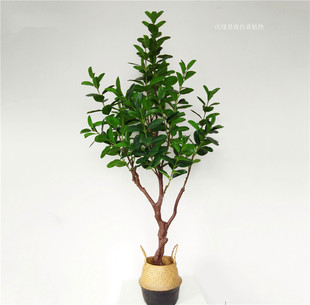 ����V���m��ɻ����m�������m���҃����̈��V���Ƶ�@���b��쾰