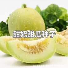 甜妃甜瓜种子东北黄金妃香瓜种籽甜脆黄白皮水果种孑蔬菜瓜果籽种
