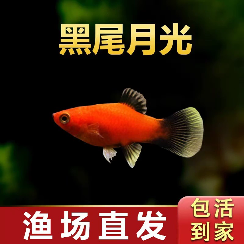 Тропические рыбы Рыба Микки Лунная рыба Плодовитая рыба Маленькая рыба Надувная рыба Чернокоглая лунная рыба Легко обслуживаемая живая упаковка