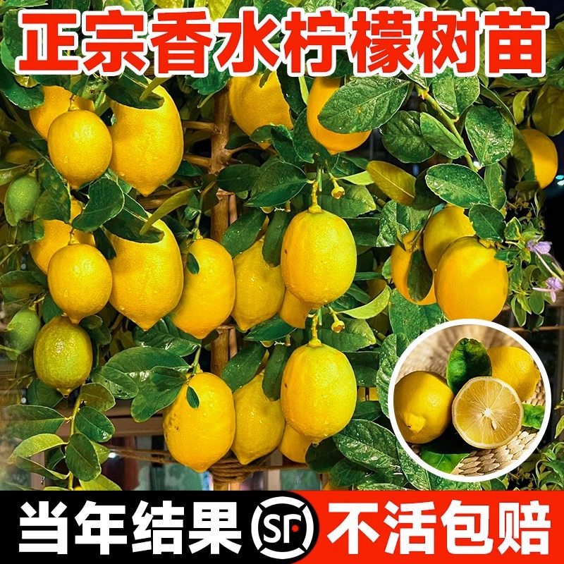 Парфюмерный лимонный саженец в горшке, саженец фруктового дерева Гуандун, южное посадка, четырехсезонное фруктовое съедобное аутентичное Тайвань
