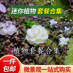 ���ճ��΢���^ֲ��̦�\�쾰ֲ�����ָ��~������Gֲ�b�diy