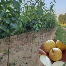 河南果树苗梨树苗批发 嫁接脆冠梨果苗木南方新品种果树苗木批发