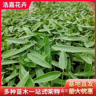 Zaili Flower Aquatic Plants Evergreen Aquatic Iris Yellow Flower Iris Greening Project Seedlings Shandong Base Wholesale