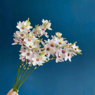 Niche Flowers, Corn Lilies, Fresh Flowers, Home Hydroponic Cut Flowers with Flowers and Grass, Direct Delivery from Kunming, Yunnan