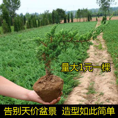 Welcome Song bonsai Masaki natural Sapling Evergreen Potted plant a living room Decoration Office Green plant Four seasons Evergreen Botany