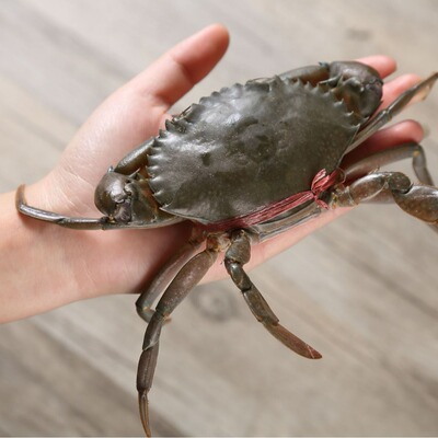 D货100-125克缅甸孟加拉蟹肉蟹青蟹顺丰发货包活包肥包邮享批发价
