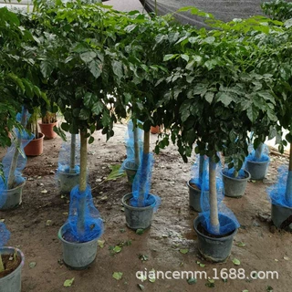 大绿植幸福树盆栽盆景客厅办公室花卉植物四季常青