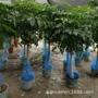 办公室客厅植物盆栽幸福树
