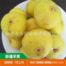 �S�a�S��˹�x����ҟo�����������ϱ���ͥԺ���ԷNֲ�޽��҃��̨