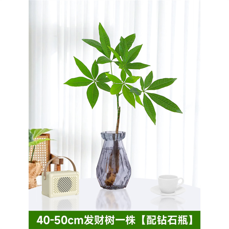 40-50cm 돈나무 1개[다이아몬드 병 포함] 영양액 1팩 포함