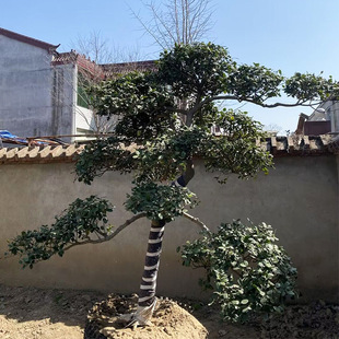 �������l���͟o���۹ǘ�С�^���^�o���۹��������\������瘶��