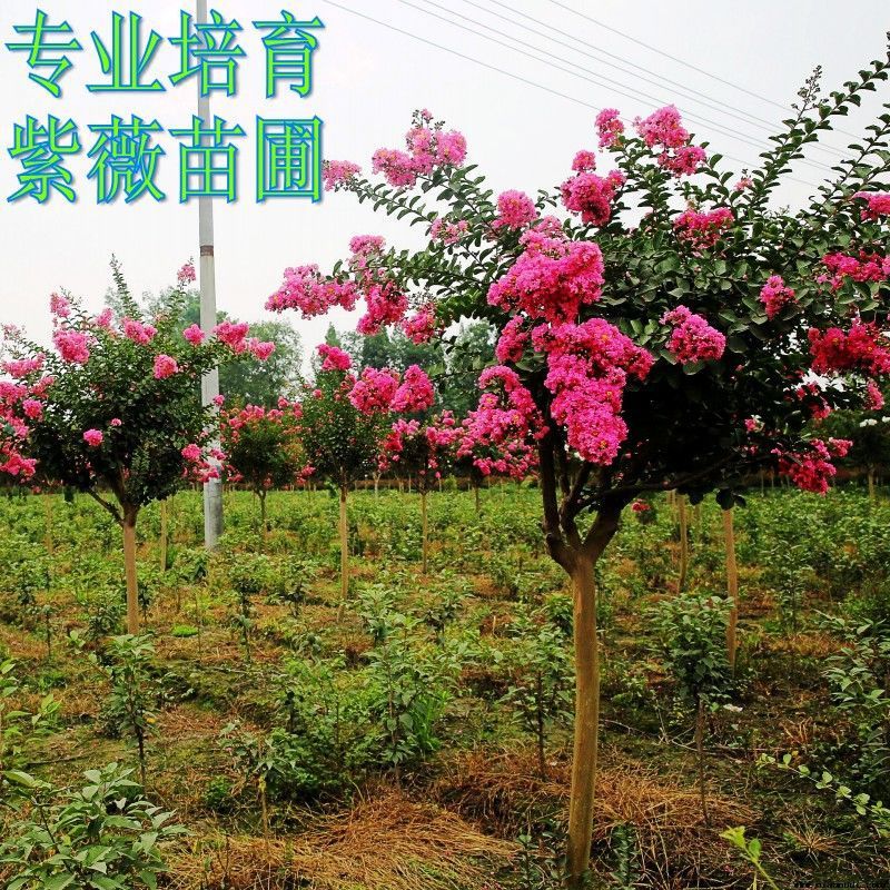 庭院紫薇树苗红火箭花苗天鹅绒老桩美国耐寒火球百日红大树绿化