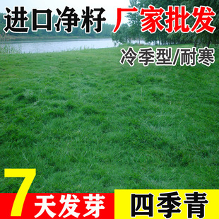 Four Seasons Green Lawn Seeds Tall Fescue Bluegrass Bentgrass Red Clover White Clover Dog Tooth Grass Seeds