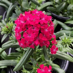 ���Z������ʯ�����Ի���ͥԺ�̨���@�ļ��ͺ��͟Ứ���ϼt