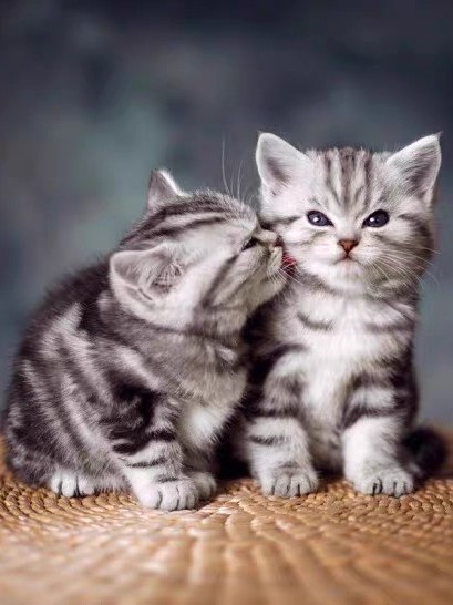 ✅香港发货标斑美短猫幼崽加白起司猫矮脚曼基康猫蓝白宠物短毛猫