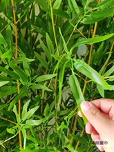 �����b��҃�����������L�쾰���ϼټ�ˮ�����ë��Gֲ����̫��